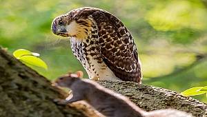 TEMA Vakfı: İnsanlar ve hayvanlar nefes verdiğinde...