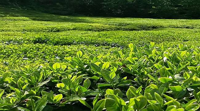 TESK: Çaydaki Kalitemizi Dünyaya Tanıtmalıyız
