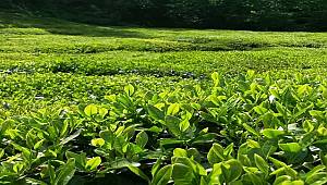 TESK: Çaydaki Kalitemizi Dünyaya Tanıtmalıyız