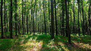 ÇOK ÇOK ÖNEMLİ: Orman yangınlarına en çok piknik ateşi ve sigara izmariti neden oluyor