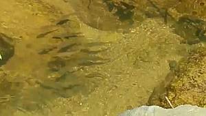 Doğal yaşamdan videolu görüntüler: DÜNYA ÇEVRE GÜNÜ İÇİN