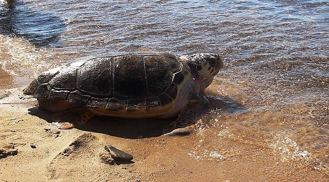 Dünya Deniz Kaplumbağaları Günü