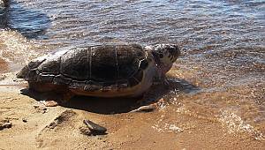 Dünya Deniz Kaplumbağaları Günü