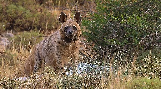 İlk kez bu kadar yakından görüntülendi!