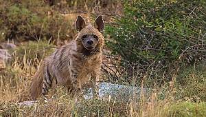 İlk kez bu kadar yakından görüntülendi!