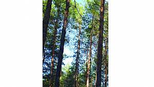 KOZALAKLI ORMANLAR: Alerjisi olanlara kendini daha iyi hissettirir