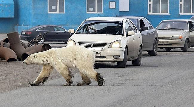 Kutup ayısı şehre indi: İKLİM DEĞİŞİKLİĞİNİN OLUMSUZ ETKİLERİ