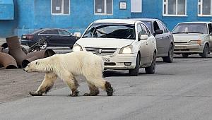 Kutup ayısı şehre indi: İKLİM DEĞİŞİKLİĞİNİN OLUMSUZ ETKİLERİ