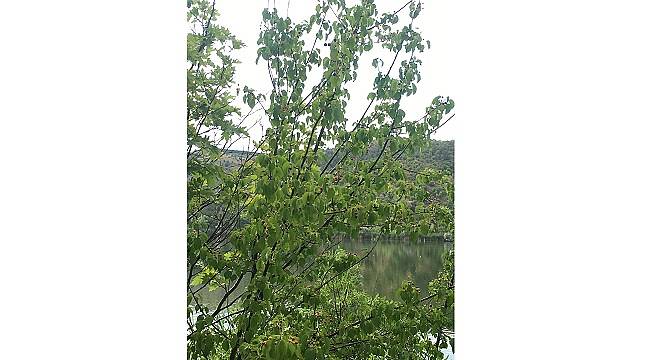ODTÜ Eymir Gölü&#039;nde ve tamamen organik (FOTO HABER)