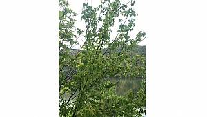 ODTÜ Eymir Gölü'nde ve tamamen organik (FOTO HABER)