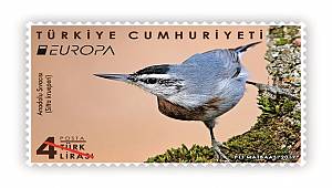 PTT YARIŞMAYA: Endemik bir kuş türü olan 'Anadolu Sıvacısı' fotoğrafıyla katılıyor!