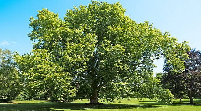 Sağlıklı bir ağacın ne kadar tozu tuttuğunu biliyor musunuz?