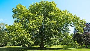 Sağlıklı bir ağacın ne kadar tozu tuttuğunu biliyor musunuz?