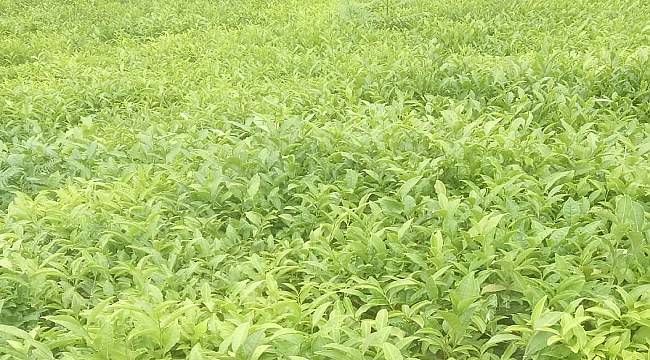 TÜBİTAK: &#039;Kolesterol Düşürücü Soğuk Çay&#039; Teknoloji transferi için ihale açtı