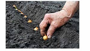 Türkiye Tohumcular Birliği: Sektörün 10 milyar dolarlık ticaret hacmi var