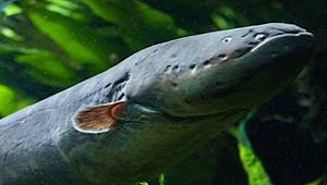 Yılan ama ELEKTRİK'' üretiyor!