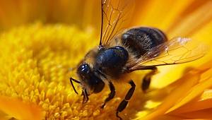 DİKKAT: Gıdaların 3’te 1’i ARILAR sayesinde elde ediliyor