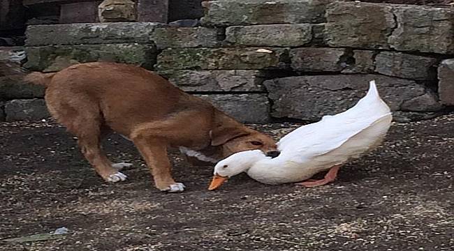 Doğal yaşamdan: Sadece oynuyorlar (FOTO HABER)