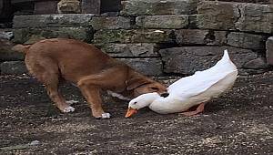 Doğal yaşamdan: Sadece oynuyorlar (FOTO HABER)