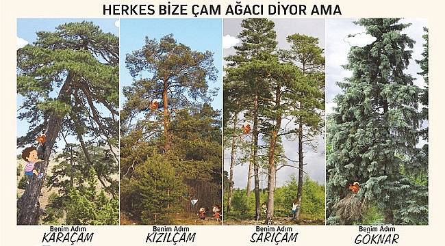 Dünyada kaç tür çam ağacı var biliyor musunuz?