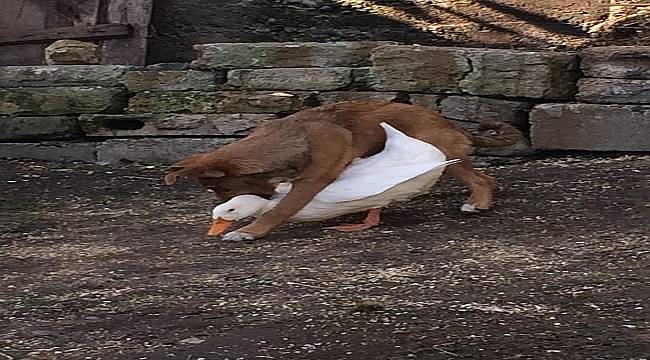 Friendship in the wild!