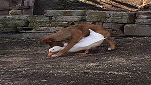 Friendship in the wild!