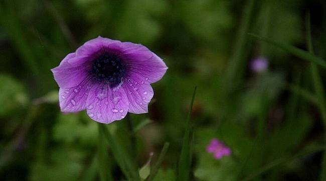 TEMA: Çanakkale Kirazlı’daki orman 283 farklı bitki türüne ev sahipliği yapıyor