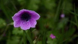 TEMA: Çanakkale Kirazlı’daki orman 283 farklı bitki türüne ev sahipliği yapıyor