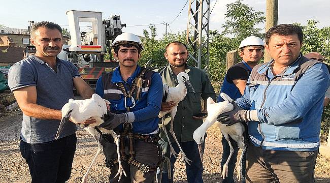 Fırat Elektrik &#039;Yavru Leylekleri&#039; kurtardı