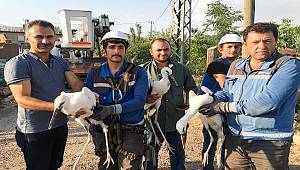 Fırat Elektrik 'Yavru Leylekleri' kurtardı