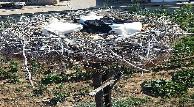 Zor durumdaki leyleklere yardım eli uzattı