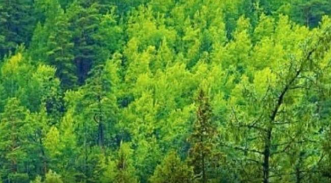 11 milyon fidan aynı gün dikilecek!