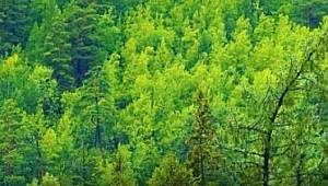 11 milyon fidan aynı gün dikilecek!