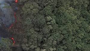 5 bin AĞAÇ dikecek!