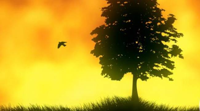 ÇOK ÇOK ÖNEMLİ: Cam ve plastik gibi atıklar orman yangınlarına neden oluyor