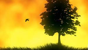 ÇOK ÇOK ÖNEMLİ: Cam ve plastik gibi atıklar orman yangınlarına neden oluyor