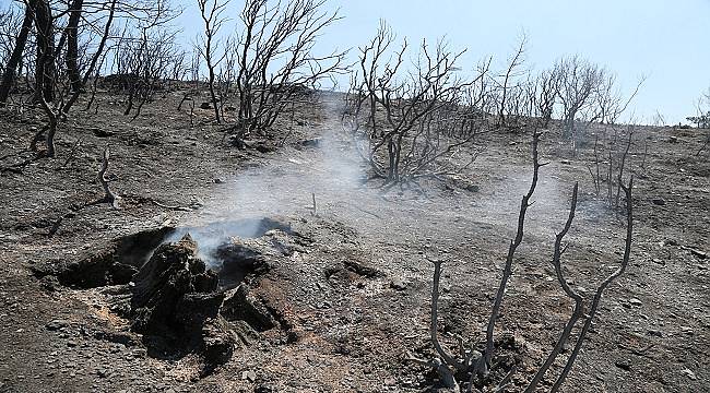Doğa Derneği: YANGINLARLA ilgili açıklama yaptı!
