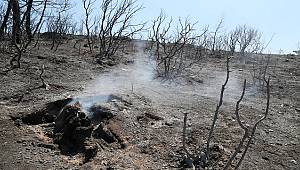 Doğa Derneği: YANGINLARLA ilgili açıklama yaptı!