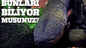 Hem elektrik üretiyor hemde baş ağrısını iyileştiriyor!