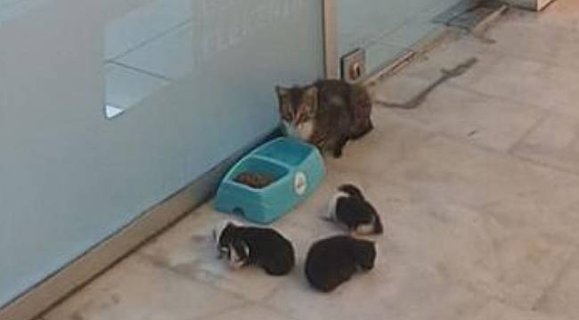 Limak Enerji: SU&#039;suyorlar, sesleri siz olun