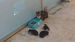 Limak Enerji: SU'suyorlar, sesleri siz olun