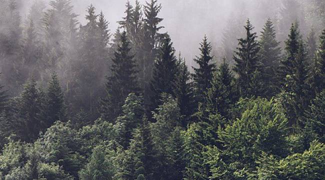&#039;ORMANLAR&#039; iklimi korur!