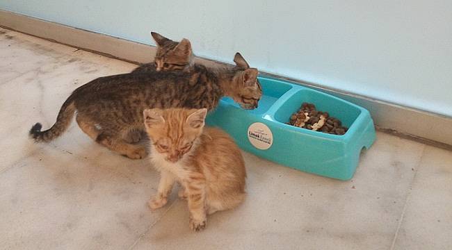 Proje sokak hayvanlarına can suyu oluyor