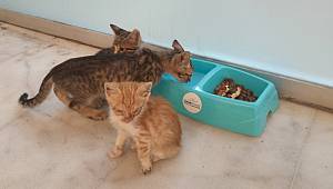 Proje sokak hayvanlarına can suyu oluyor