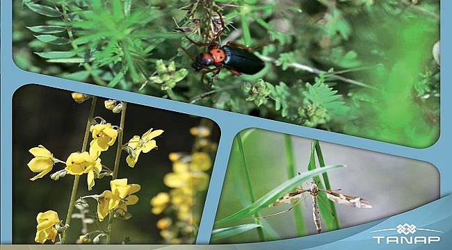 TANAP’a Uluslararası Çevre Ödülü