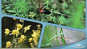 TANAP’a Uluslararası Çevre Ödülü