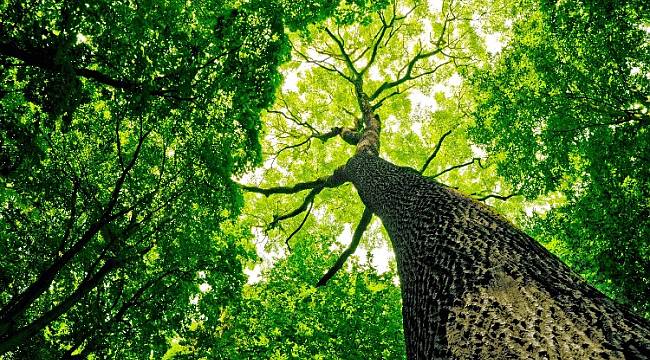 Ağaçlarda hastalanır!