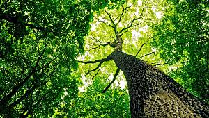 Ağaçlarda hastalanır!