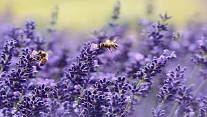 BİLİYOR MUSUNUZ? Bir çay kaşığı bal için 30.000 çiçek geziyor