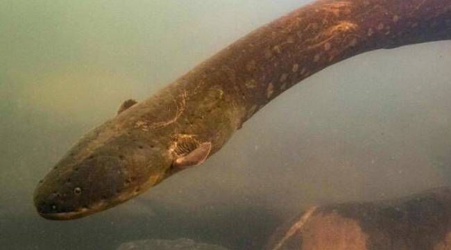 Bu yılan 850 volt elektrik üretiyor!